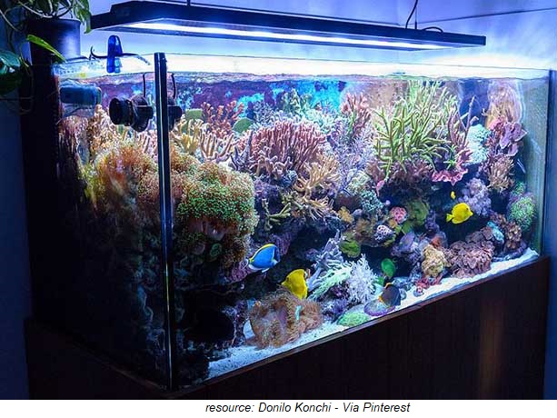 7 1 acquarium